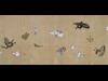Į�Ĥ��������������񳨲�Ÿ�ݺ�̩����ʤ���70����Ÿ��