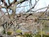 薬師池公園のウメ
