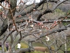 薬師池公園のウメ